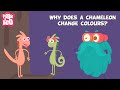 Why Do Chameleons Change Colors? π¦