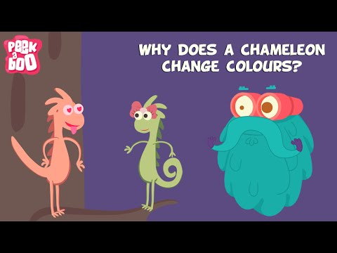 Video: How does a chameleon change color and what does it depend on?