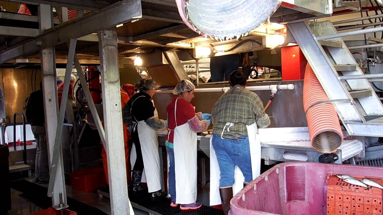 Sardine Packing Plant Inside (Astoria, OR) YouTube