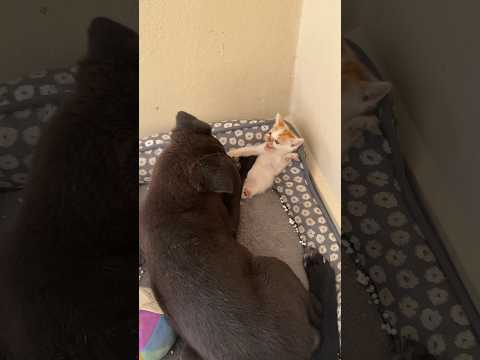 Gracias x estar pendientes de la perrita si quieren aportar algo la info está en insta @elomarmoreno