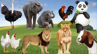 Wild Animal Sounds Around Us Panda Lion Ostrich Elephant Goat Rooster Animal Moments