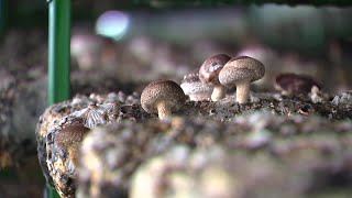 Champignons : le Shiitaké au coeur des vignes en Charente