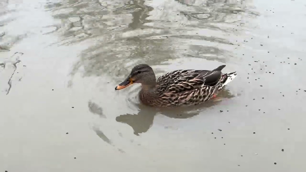 Jack Minor Migratory Bird Sanctuary 