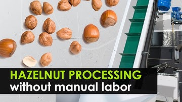 Industrial line for cracking and sorting hazelnut. 98% automation of processing