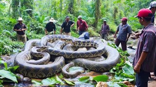The Hidden Giant Life Of The Amazon Anaconda