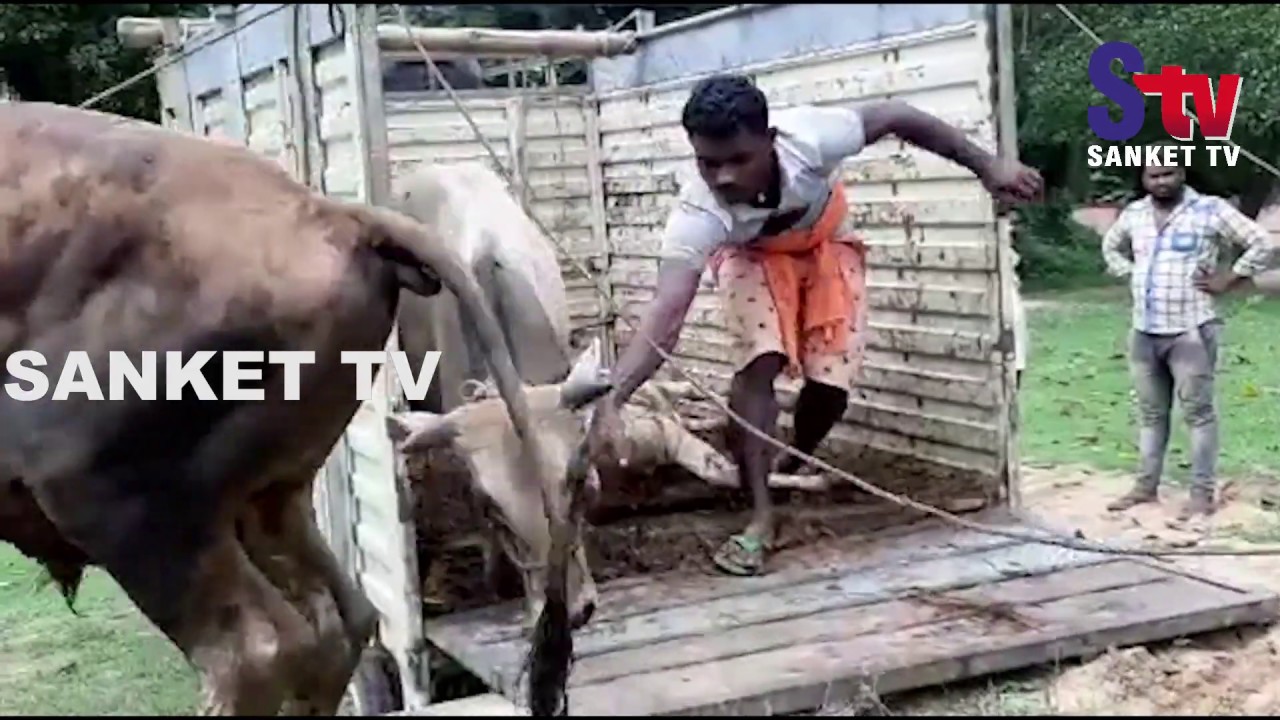rourkela to ranchi bus Odisha : Four held for smuggling cattle in Balasore | Sanket Tv