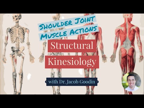 Shoulder Joint Muscle