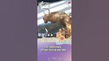 Loài chuồn chuồn hiếm như rùa mai – chỉ xuất hiện vài tuần tại Nhật Bản  #tintuc #khampha #news