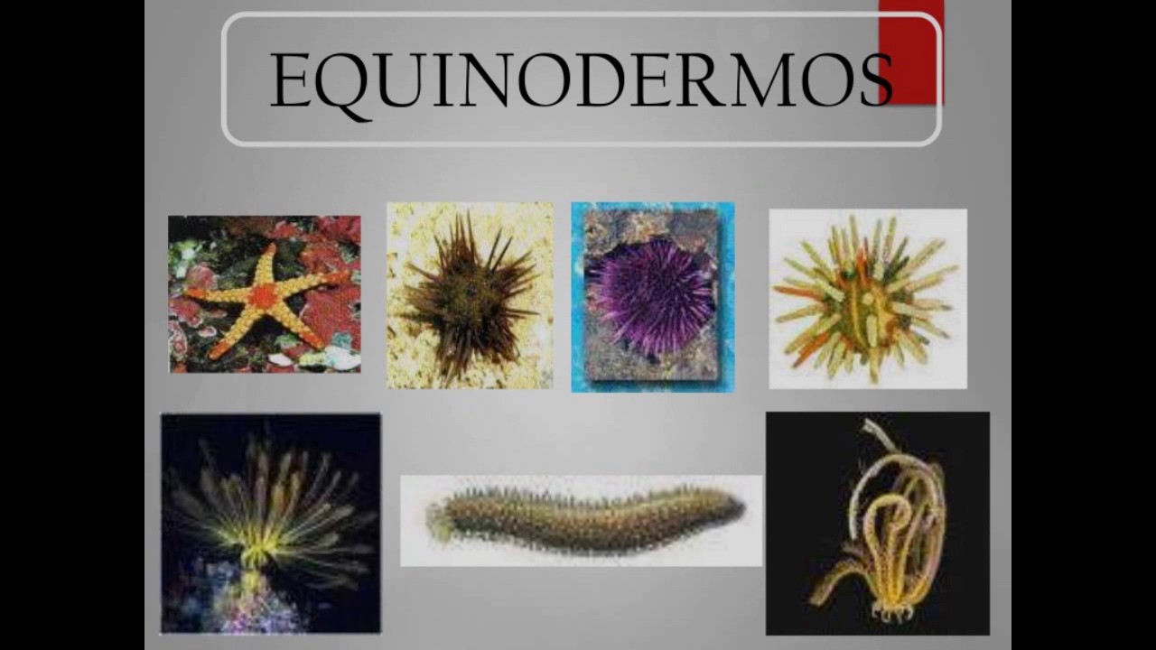 ANIMALES INVERTEBRADOS CON PROTECCIÓN CORPORAL YouTube