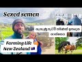 Mating season started || farming life New Zealand 🇳🇿