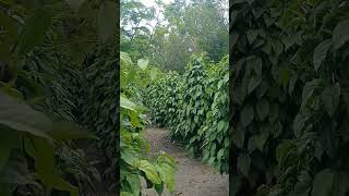 Download Lagu Cara Efektif Tanam Cabe Jawa di lahan Bekas Sawah #petanimilenial #cabejamu #cabejawa MP3