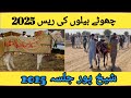 The Wildest Bull Race in History #sheikh pur jalsa #bull