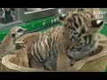 A Meerkat Spits At A Baby Tiger? Could This Be Real? (Part 2) | Kritter Klub