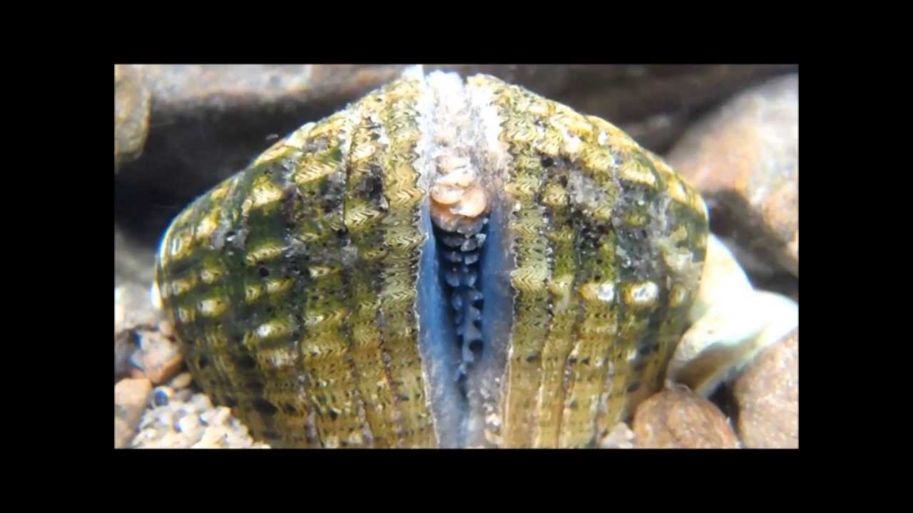 Epioblasma triquetra mantle display (Snuffbox)