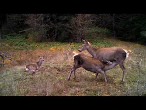ირმები ბორჯომ-ხარაგაულის ეროვნულ პარკში | Borjomi-Kharagauli National Park