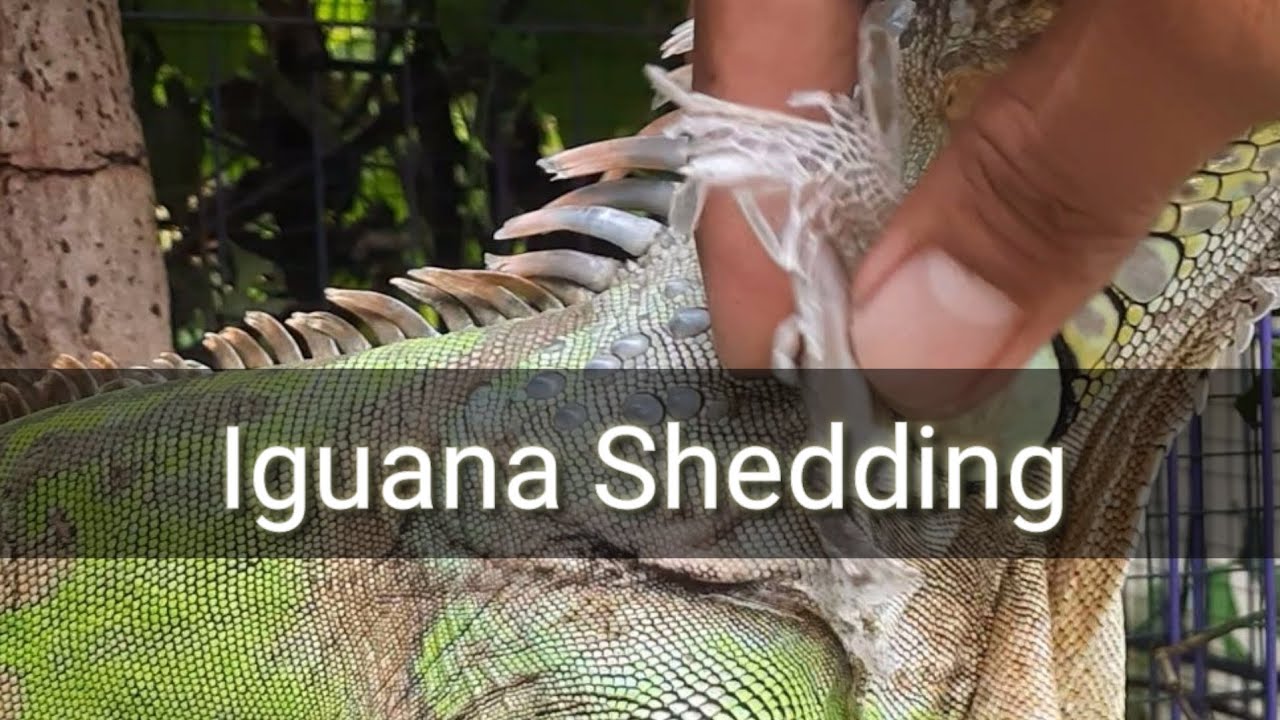 Green Iguana Shedding Photo Inspiration