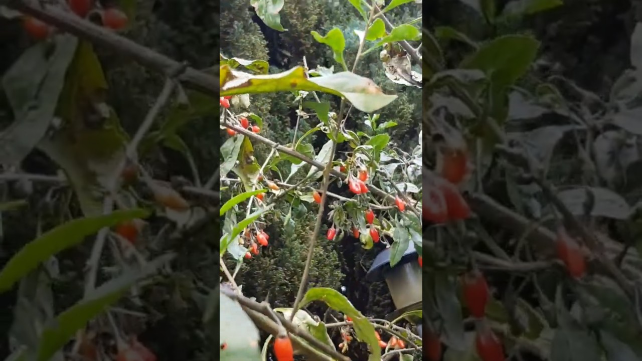 Goji continue to ripen in October. Switzerland 