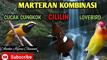 Masteran Kombinasi Cililin Cucak Cungkok Dan Lovebird
