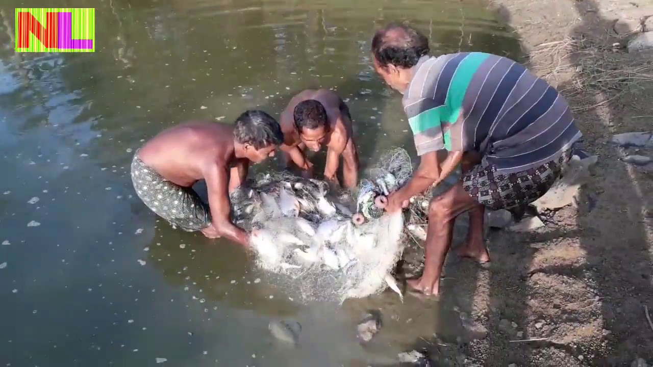 Fishing🐟 in Indian(odisha) ponds by Villagers with net 🐬 YouTube