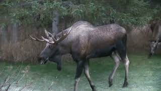 Moose in Rut Suburban Anchorage Alaska