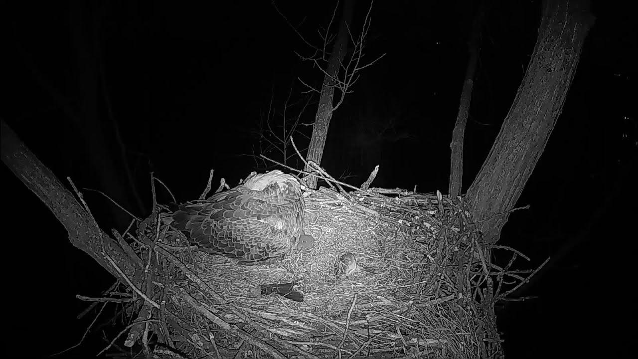 Cardinal Land Conservancy Eagles with Sound - YouTube