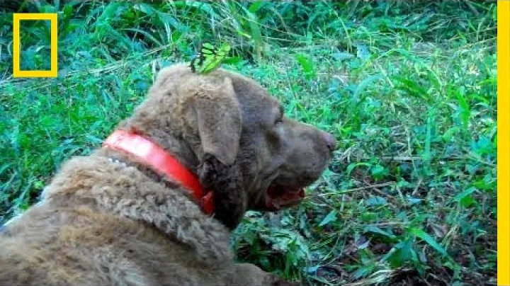 Poop-Sniffing Dog Tracks Predators | On Assignment - DayDayNews