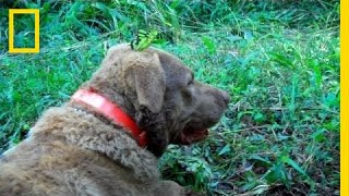 Poop-Sniffing Dog Tracks Predators On Assignment