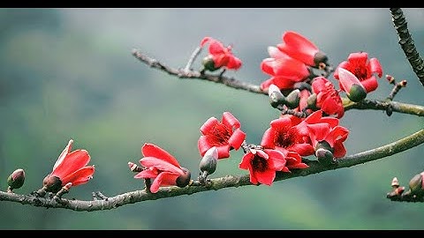 Video: Đắm mình trong sắc đỏ rực rỡ của cây gạo hàng trăm năm tuổi ở Nghệ An