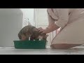 опорожнение мочевого пузыря у кошки