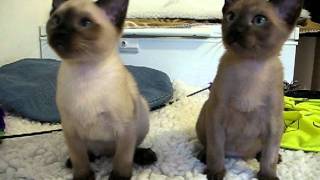 Mimaperks Tonkinese kittens playing