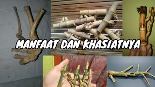 4 Jenis Bambu Bertuah Dan Memiliki Kekuatan Energi Alami.