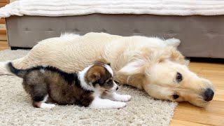 What does a Puppy do when He Sees a Golden Retriever who Decides to Rest [Try Not to Laugh]