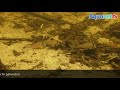 Corydoras cw 121 mit rundhaubern im rio matabo