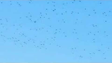 The Seven Spiritual Laws of Success: The Law of Least Effort