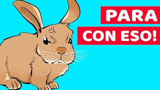 10 Cosas Que Los Conejos Odian Y Desearían Que Dejaras De Hacer