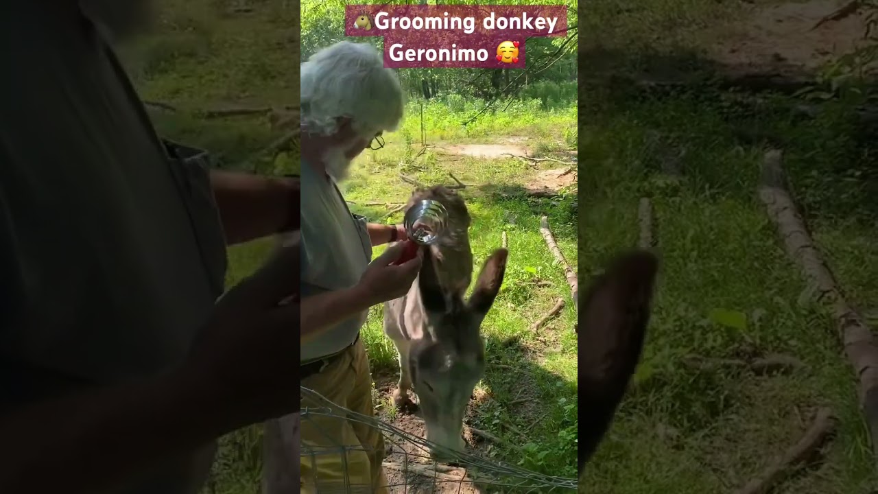 🐴Grooming cute, funny & smart donkey Geronimo. He loves it & his Daddy 