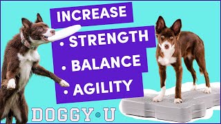 3 Simple Canine Fitness Exercises to Build Balance, Strength & Confidence in Your Dog