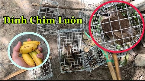 Đi Gày Bẫy Bắt Chuột Trên Cây Dừa Dính Luôn Chim Chao Chảo