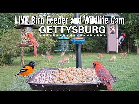LIVE Bird Feeder And Wildlife Cam 4K Gettysburg PA Over 30 Species Identified