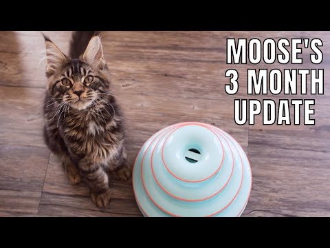 Video: 15 astronomiska namn för Maine Coon Cats (från Apollo till Vulcan)