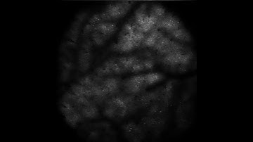 Ventana Wide two-photon calcium imaging of neural activity in vivo  (Z = 350 µm)