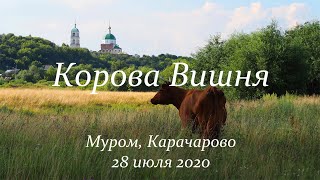 Корова по имени Вишня, Муром, Ока, 28 июля 2020, A cow named Cherry, Murom, Oka, July 28, 2020