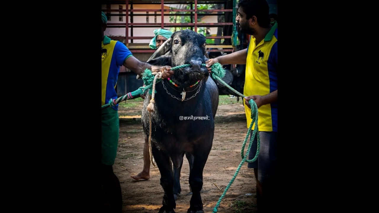 PADAVU KANADKA DUJA # MODA FANS...💚🥰🤩