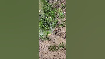 Cá rô đồng #funny #shorts