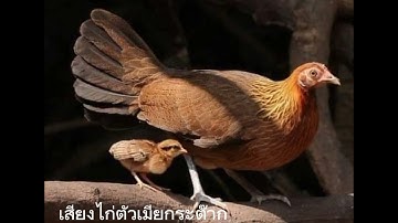 เสียงไก่ตัวเมียกระต๊าก, suab poj qaib tsauj zoo heev li