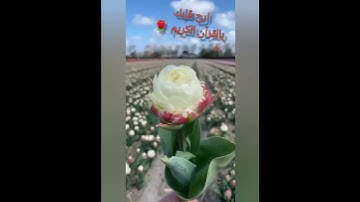 ( الم غلبت الروم ) سوره الروم تلاوه خاشعه تريح القلوب 🌷🌹❤️