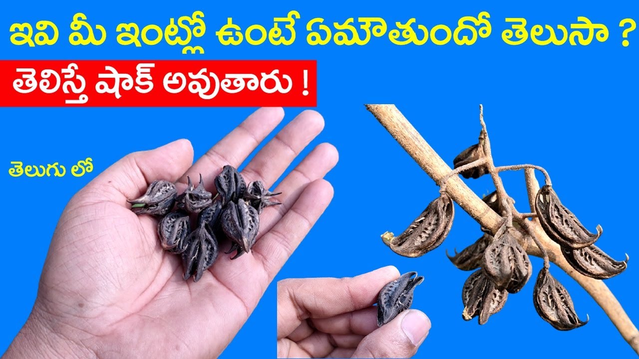 ఇవి మీ ఇంట్లో ఉంటే ఏమౌతుందో తెలుసా ? తెలిస్తే షాకవుతారు ! || Garuda Mukku Kayalu at Home