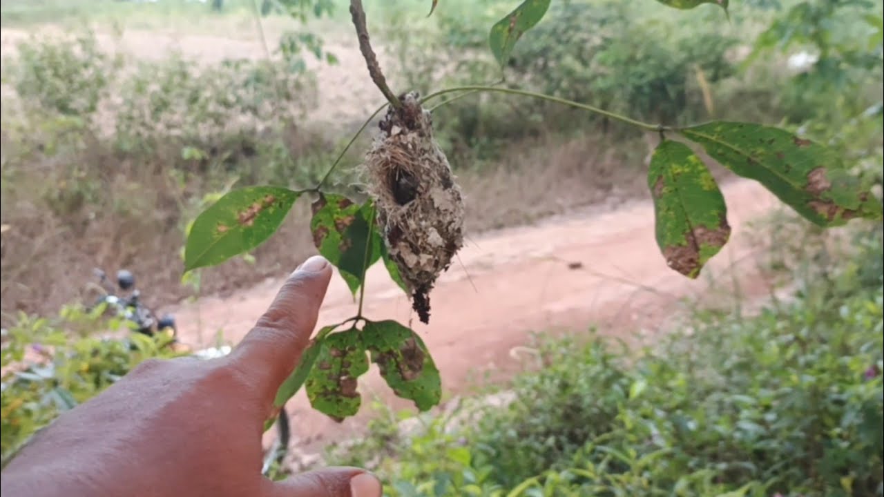 Mbolang sambil ngabuburit! Tapi hasilnya bikin lemes kalau kayak gini sarang burung