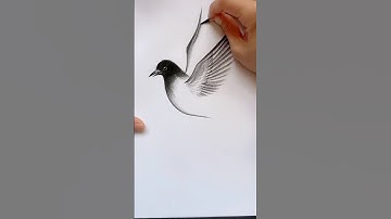 how to draw a realistic bird step by step for beginners..  #bird #drawing