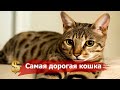 5 САМЫХ дорогих КОШЕК в мире